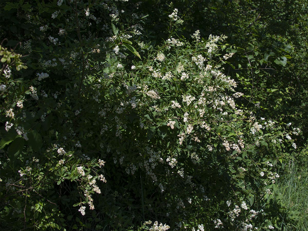 Ligustrum vulgare